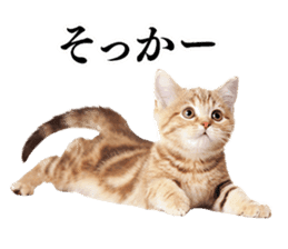 Cat Photo Stickers sticker #13641635