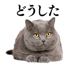 Cat Photo Stickers sticker #13641636