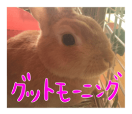 USAKO THE RABBIT Photo sticker #13642870