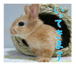 USAKO THE RABBIT Photo sticker #13642871