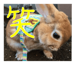 USAKO THE RABBIT Photo sticker #13642876