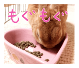 USAKO THE RABBIT Photo sticker #13642878