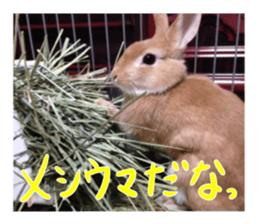 USAKO THE RABBIT Photo sticker #13642879