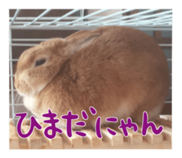 USAKO THE RABBIT Photo sticker #13642880