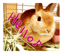 USAKO THE RABBIT Photo sticker #13642882