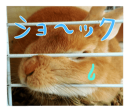 USAKO THE RABBIT Photo sticker #13642883