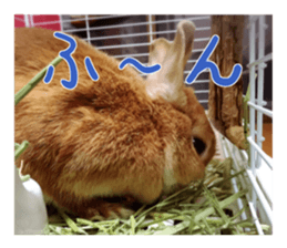 USAKO THE RABBIT Photo sticker #13642884