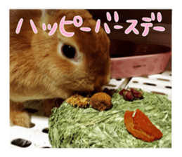 USAKO THE RABBIT Photo sticker #13642891