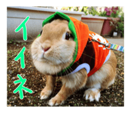 USAKO THE RABBIT Photo sticker #13642893