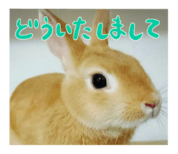 USAKO THE RABBIT Photo sticker #13642894