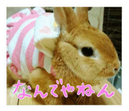 USAKO THE RABBIT Photo sticker #13642898