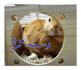 USAKO THE RABBIT Photo sticker #13642899