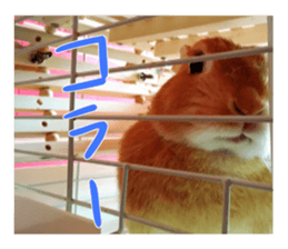 USAKO THE RABBIT Photo sticker #13642900