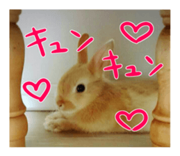 USAKO THE RABBIT Photo sticker #13642902