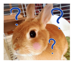USAKO THE RABBIT Photo sticker #13642903