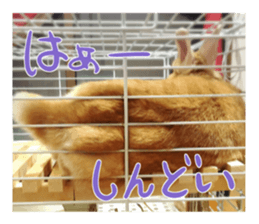 USAKO THE RABBIT Photo sticker #13642904