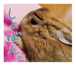 USAKO THE RABBIT Photo sticker #13642905