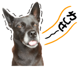 A black album sticker #13644120