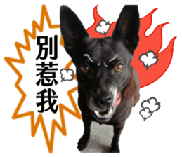 A black album sticker #13644122