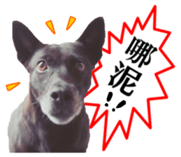 A black album sticker #13644123