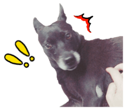 A black album sticker #13644124