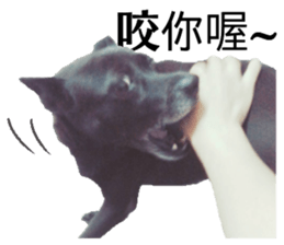 A black album sticker #13644126