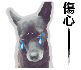 A black album sticker #13644127