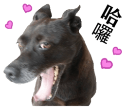 A black album sticker #13644128