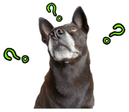 A black album sticker #13644129