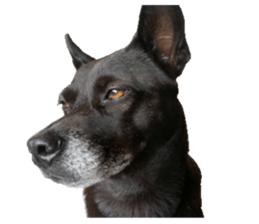 A black album sticker #13644130