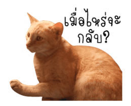 Red Cat... sticker #13644926