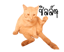 Red Cat... sticker #13644927