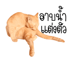 Red Cat... sticker #13644928