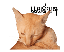 Red Cat... sticker #13644929