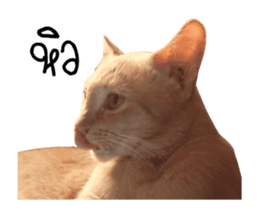 Red Cat... sticker #13644930