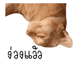 Red Cat... sticker #13644931