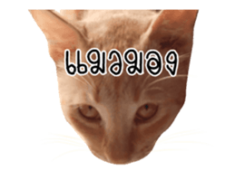 Red Cat... sticker #13644932