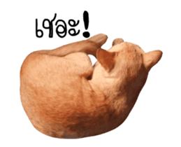 Red Cat... sticker #13644933