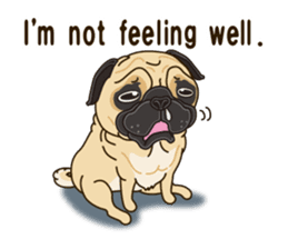 A sticker willingly. Pug 2 (English) sticker #13645430