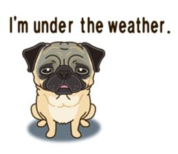 A sticker willingly. Pug 2 (English) sticker #13645431