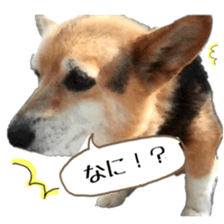 my lovely dog nene, corgi sticker #13647334