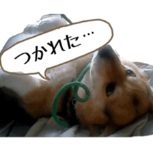 my lovely dog nene, corgi sticker #13647336