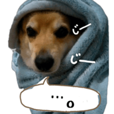 my lovely dog nene, corgi sticker #13647337