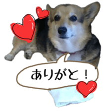 my lovely dog nene, corgi sticker #13647338