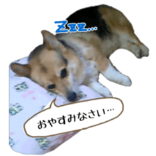 my lovely dog nene, corgi sticker #13647339