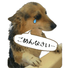 my lovely dog nene, corgi sticker #13647340