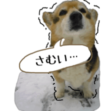 my lovely dog nene, corgi sticker #13647341