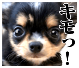 The dog which is malicious language sticker #13647838