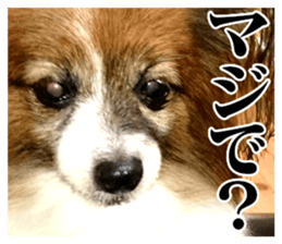 The dog which is malicious language sticker #13647839