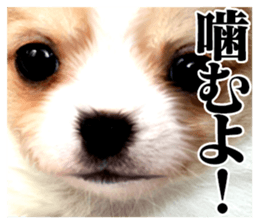 The dog which is malicious language sticker #13647842